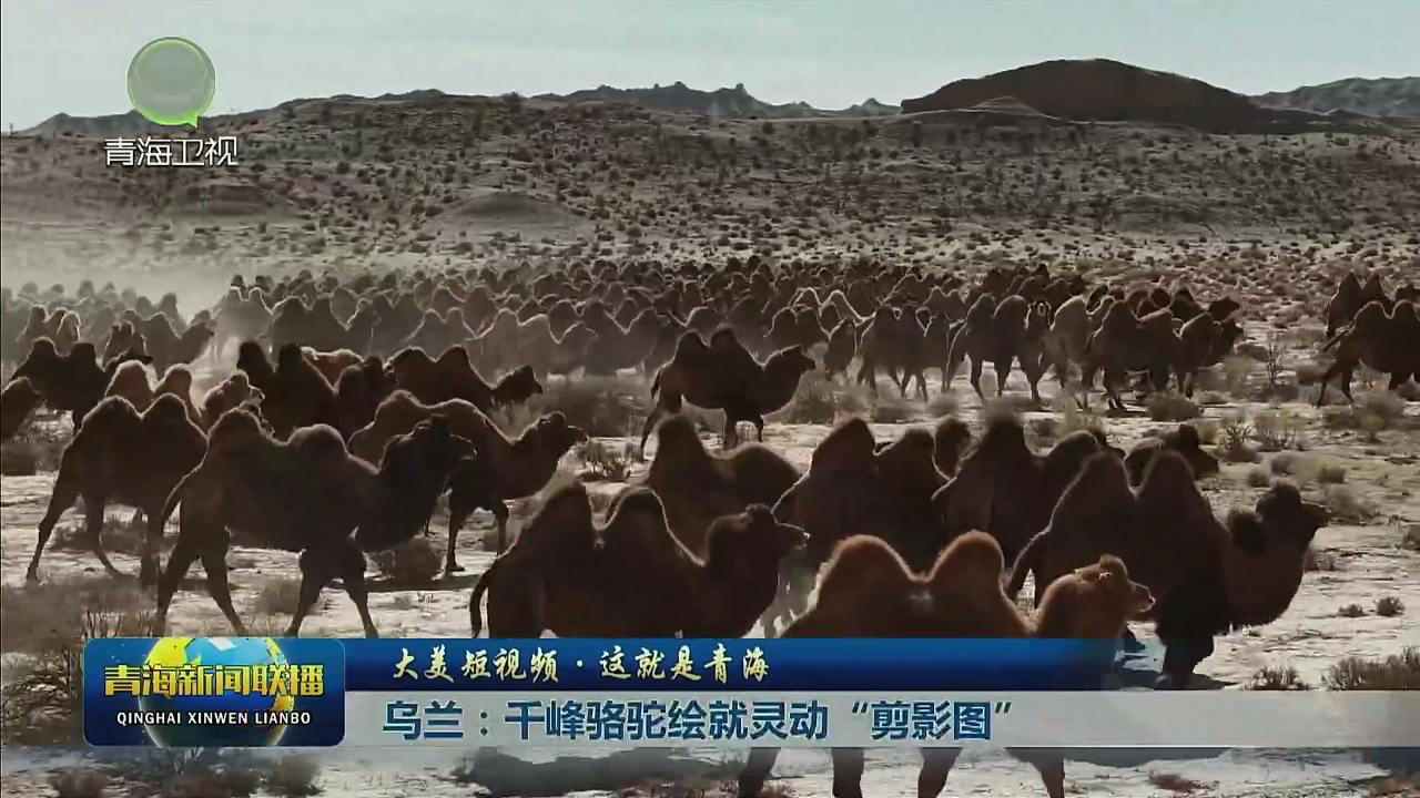 【大美短視頻·這就是青?！繛跆m：千峰駱駝繪就靈動(dòng)“剪影圖”