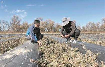 【新时代 新征程 新伟业·高质量发展调研行】破“寒”而生：青海高寒沙区的治沙智慧——青海全力推进“三北”工程攻坚战系列报道之二