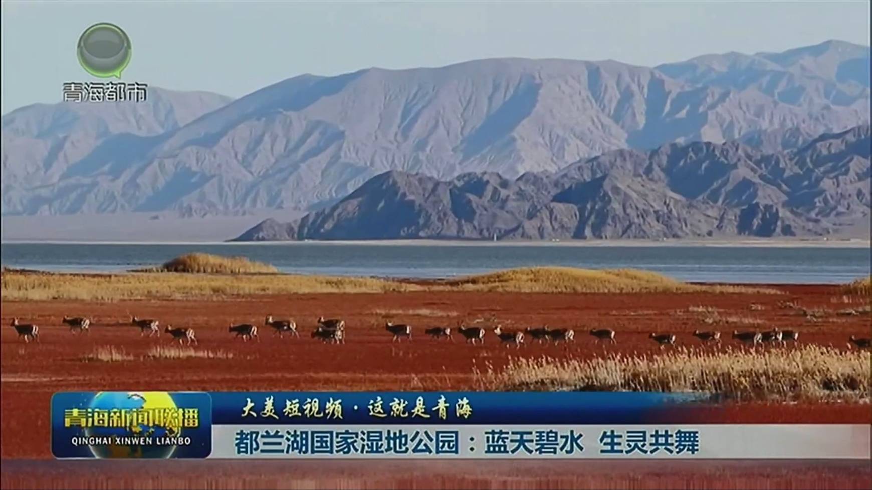 【大美短視頻·這就是青?！慷继m湖國家濕地公園：藍(lán)天碧水 生靈共舞