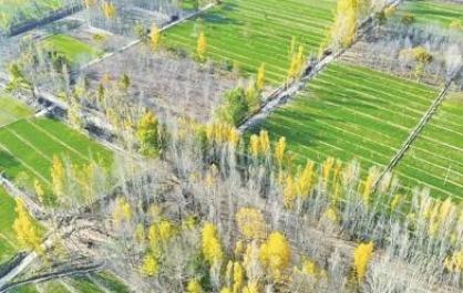 初冬，青海尖扎县3500亩冬小麦满目翠绿