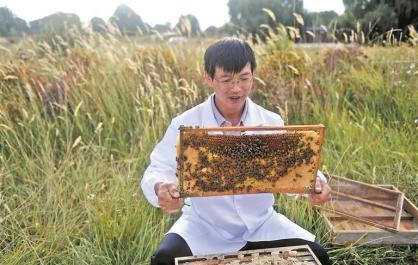 黄河畔藏“甜蜜” 绿水间蜂鸣欢