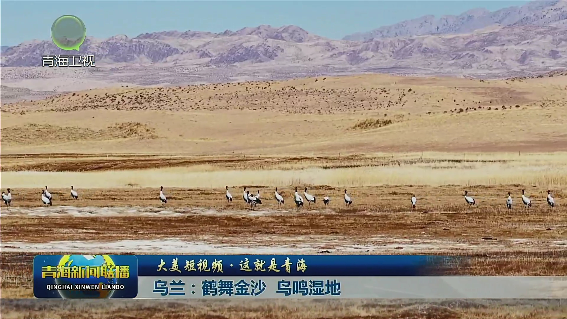 【大美短视频·这就是青海】乌兰：鹤舞金沙 鸟鸣湿地
