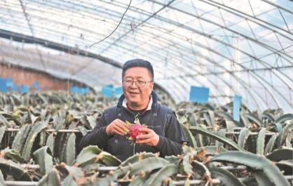 【家住黃河源】他“一拍腦門”，種出個“熱帶果園”