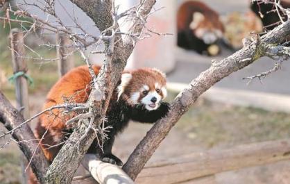 青藏高原野生動物園：小熊貓溫暖過冬