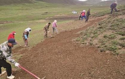 青海甘德縣：3萬畝“黑禿子”變“草毯子”