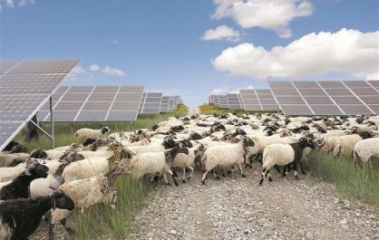 【青藏高原 我们共同守护·青藏联动报道】塔拉滩上，牧民叶多的“阳光财富”