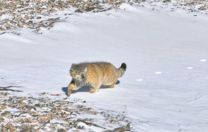 【生態(tài)深一度】在伊克拉，尋一場與“精靈”的邂逅