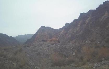 青海德令哈首次記錄到國家一級重點(diǎn)保護(hù)野生動(dòng)物豺