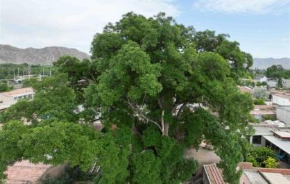 用“科技+匠心”守护古树名木“岁月年轮”