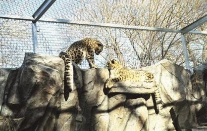總面積約230平方米 西寧野生動(dòng)物園豹館全新亮相