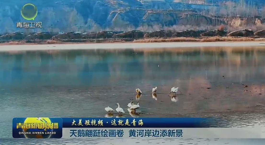 【大美短視頻·這就是青?！刻禊Z翩躚繪畫卷 黃河岸邊添新景
