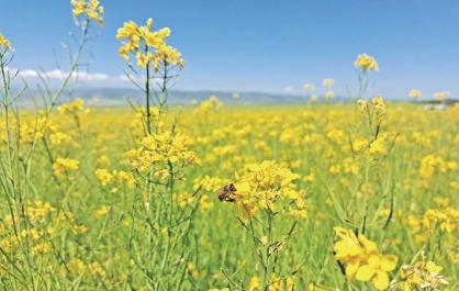 【波瀾壯闊“十四五”】占市場85%！青?！扒嚯s”油菜改寫中國春油菜產(chǎn)業(yè)格局