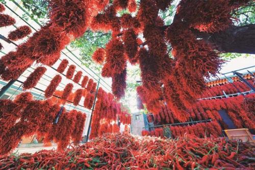 循化线辣椒搭乘飞船踏上太空育种路