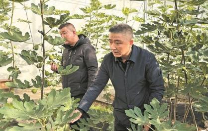 寒冬棚里摘鲜果 乡村振兴有“甜”头