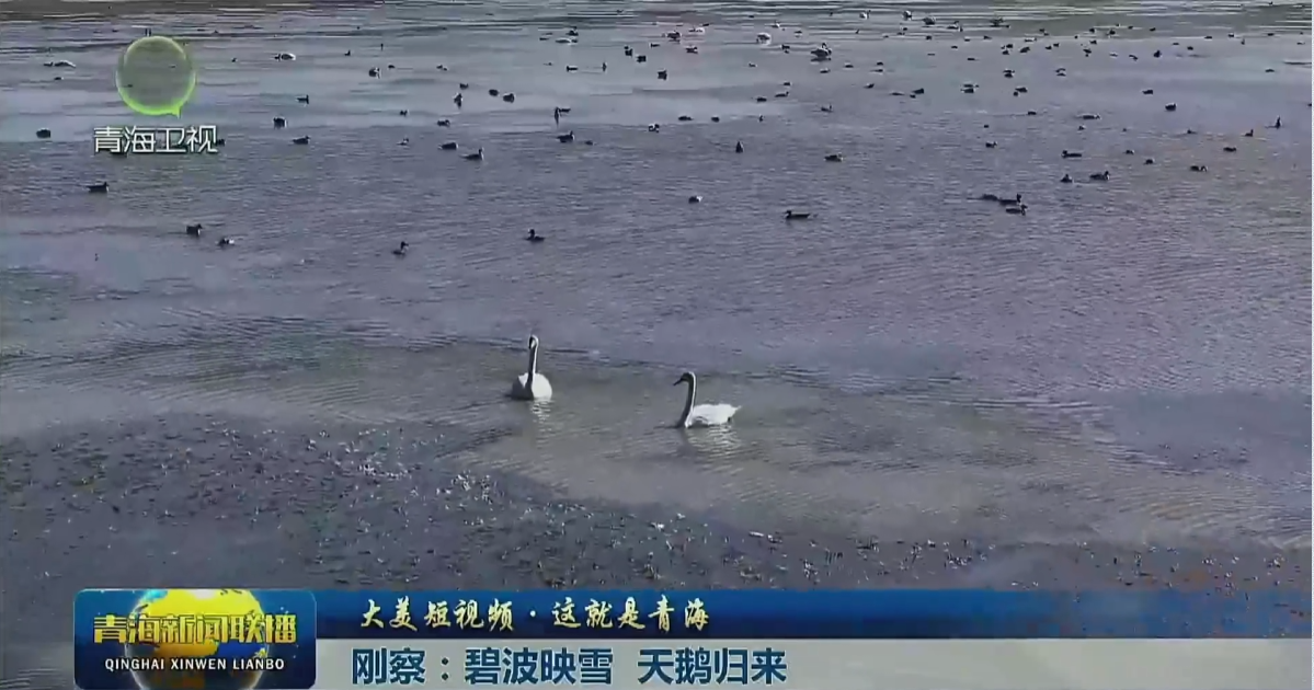 【大美短视频·这就是青海】刚察：碧波映雪 天鹅归来