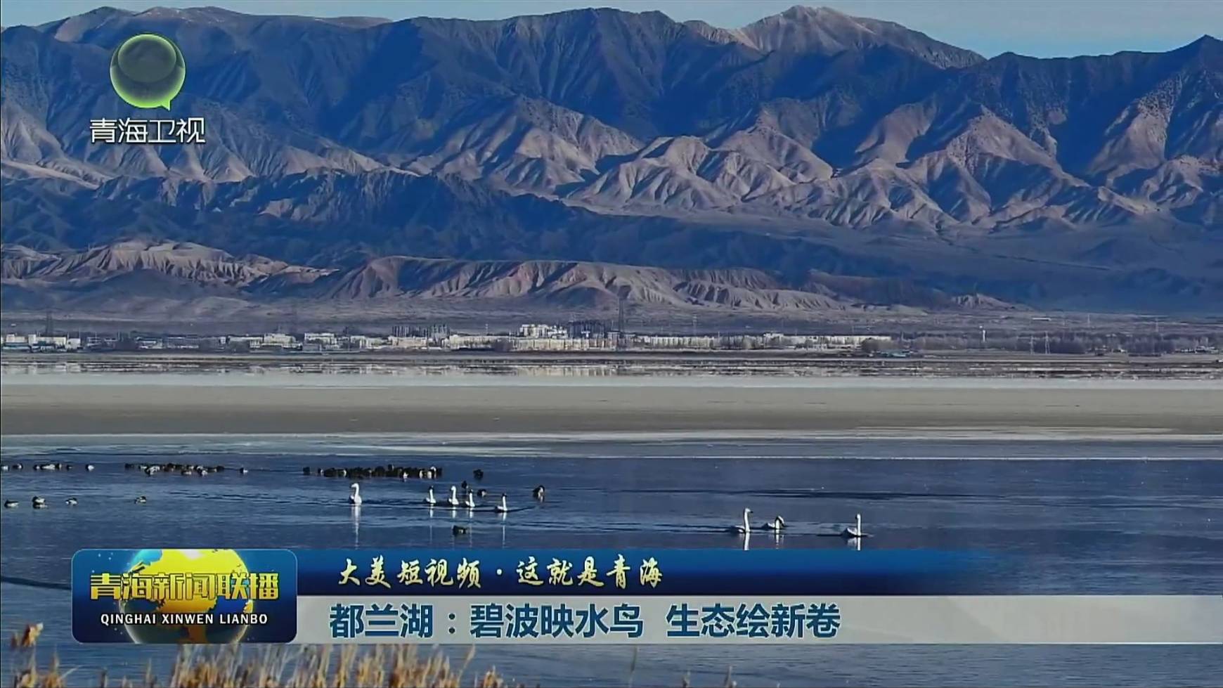 【大美短视频·这就是青海】都兰湖：碧波映水鸟 生态绘新卷