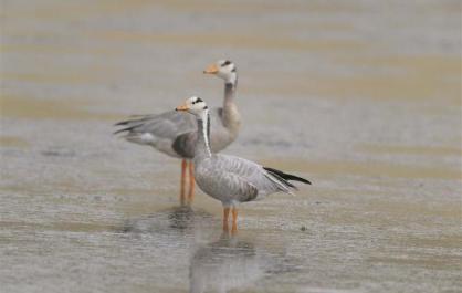 “一江清水向东流”的源头密语