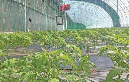 “云管家”上线：高原智慧大棚“种”出有机菜