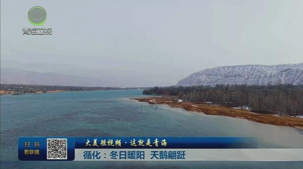 【大美短視頻·這就是青?！垦憾张?yáng) 天鵝翩躚