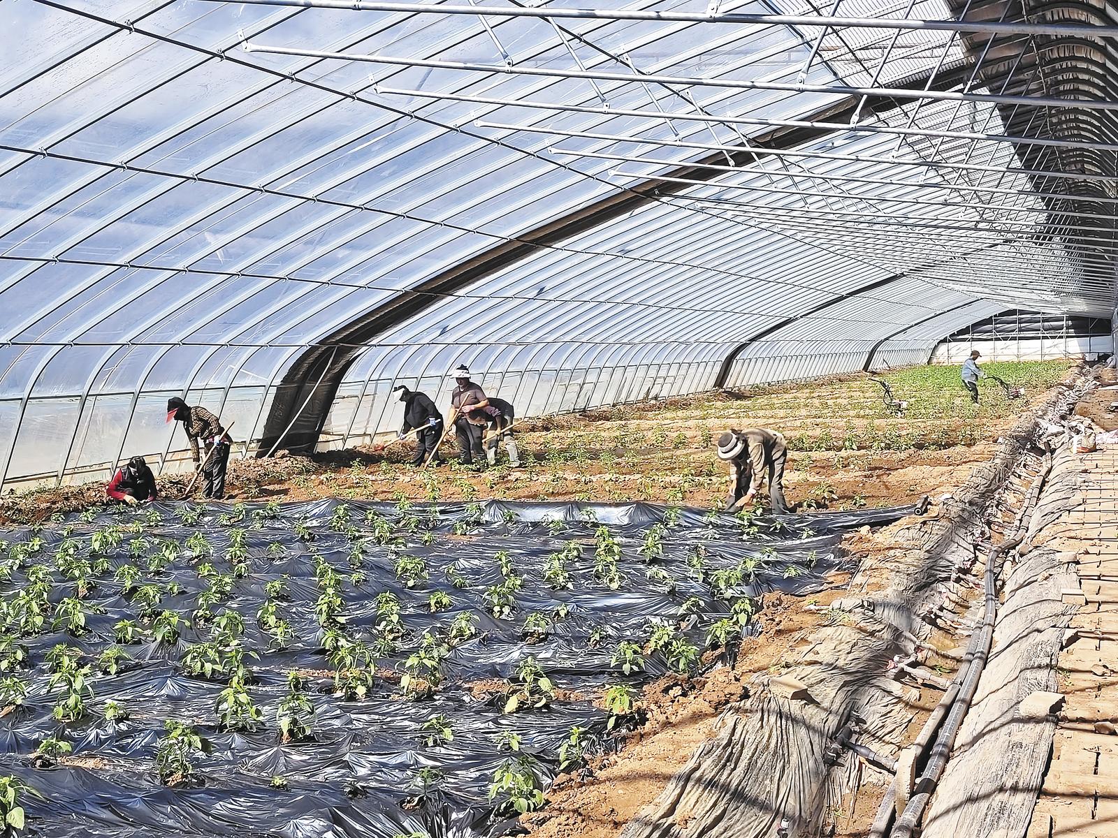 生机勃勃的温室大棚。本报记者 公保安加 摄