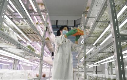 【輝煌“十四五” 改革譜新篇·走基層 看變化】“聰明”種子背后的科技密碼