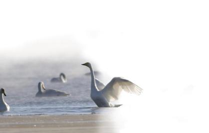 雙湖藏秘境 萬(wàn)鳥(niǎo)覓蹤來(lái) 2026年青海省越冬水鳥(niǎo)監(jiān)測(cè)日記②
