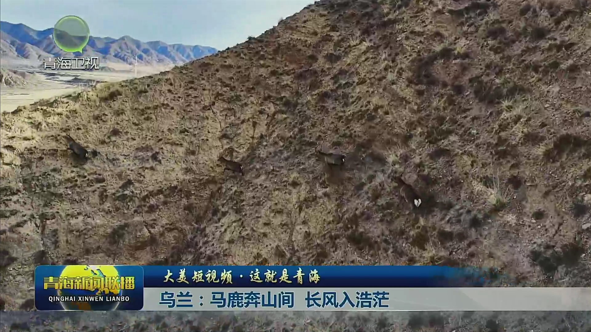 【大美短視頻·這就是青?！繛跆m：馬鹿奔山間 長(zhǎng)風(fēng)入浩茫