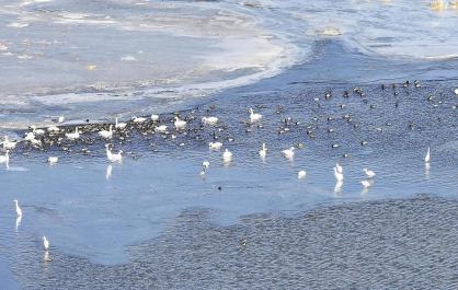 翩翩远行客 偏偏爱青海 2026年青海省越冬水鸟监测日记④