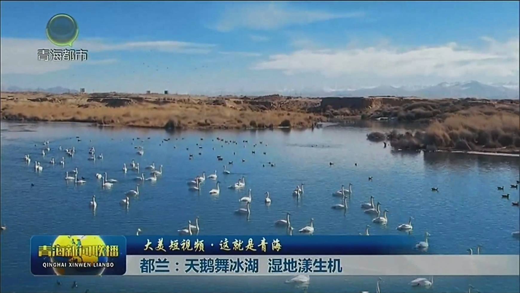 【大美短視頻·這就是青海】 都蘭：天鵝舞冰湖 濕地漾生機(jī)