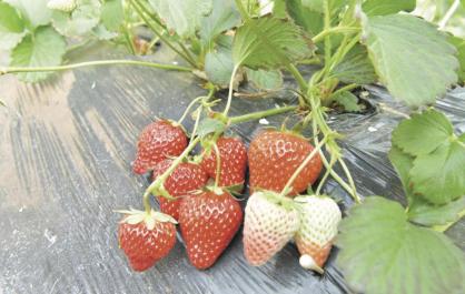 青海海东市乐都区：温室大棚“春意浓”