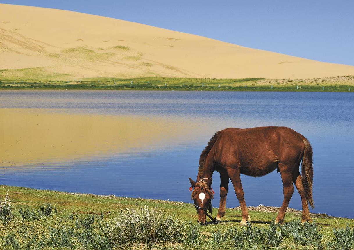 定格高原精靈 繪就生態(tài)畫(huà)卷