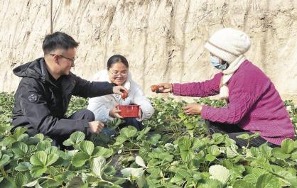 一颗草莓的“五年计划”