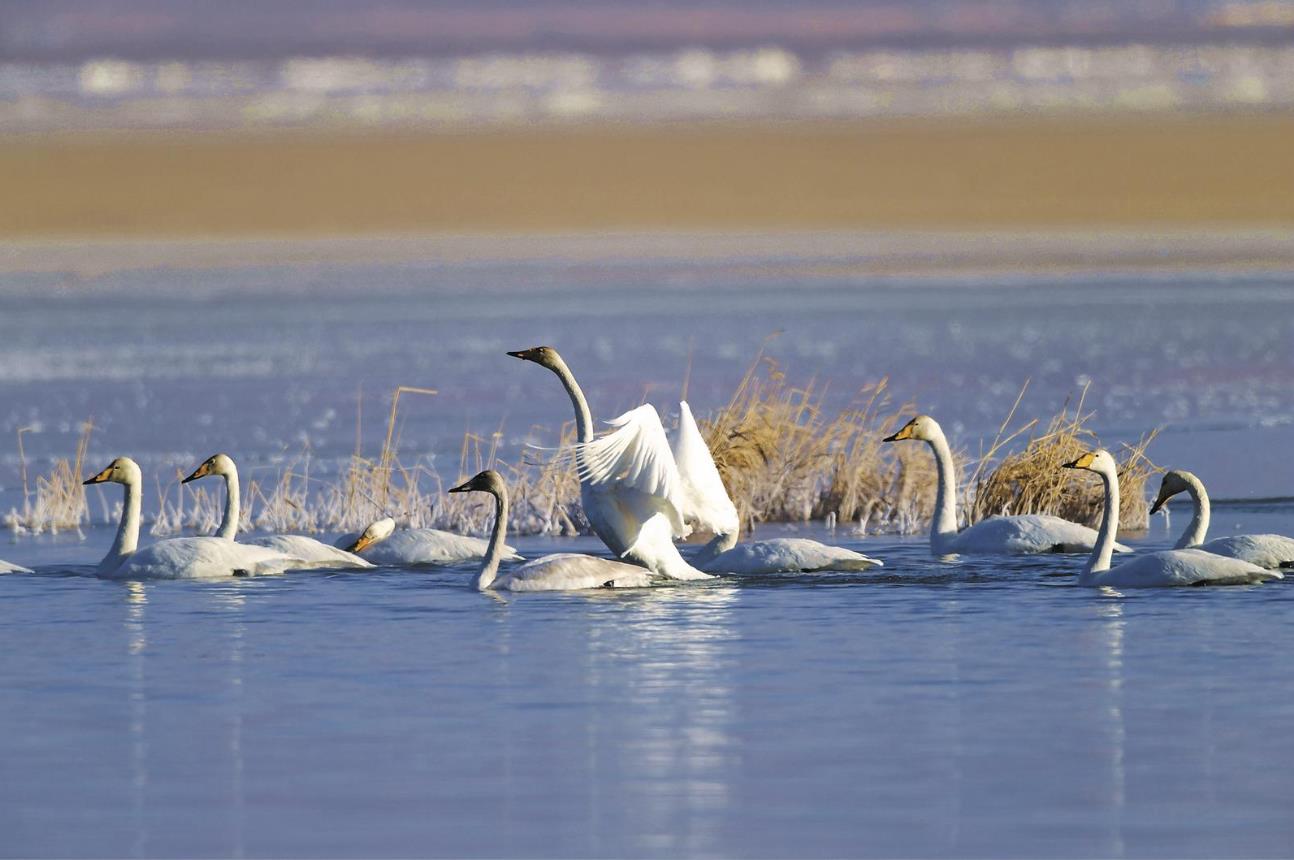 三江源頭的綠色長卷