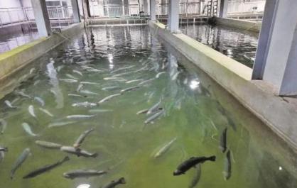 西宁市：大通鲑鳟鱼游出致富路