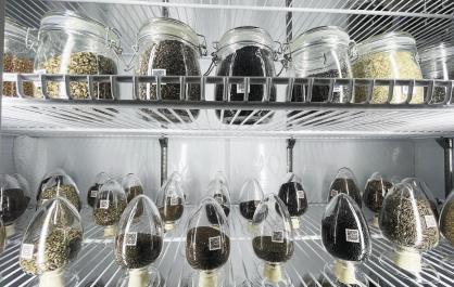 【祖国好 家乡美】780万颗种子蓄力藏药传承