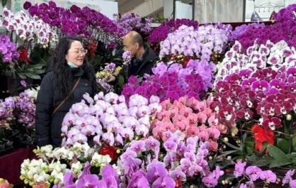 【新春走基层】马蹄莲成“黑马”西宁年宵花热销，装点新春满年味