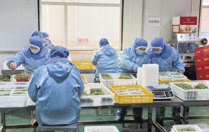 黄河岸边滋养出的“增收田”