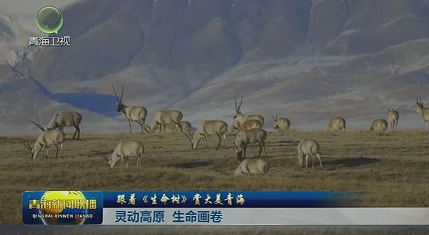 【跟着《生命树》赏大美青海】灵动高原 生命画卷