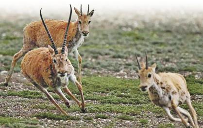 【新时代 新征程 新伟业·高质量发展调研行】精灵归巢，藏羚羊的重生之路——青海生态守护启示录（中）