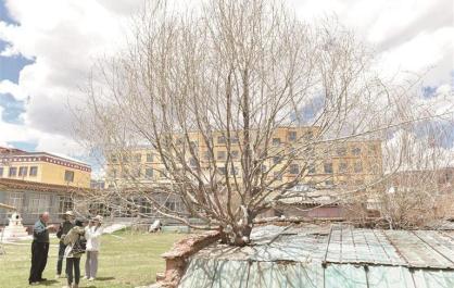 《生命樹》中的那棵樹，長在青海治多