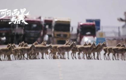 鏡頭里的十年：顧瑩與可可西里的世界回響