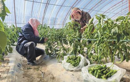 青海德令哈：人勤春來早 辣椒采摘忙