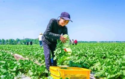 湟中冷涼蔬菜的科技范兒與煙火氣