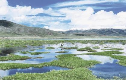 【两会特刊·青报观察】青绿青海 生态作答