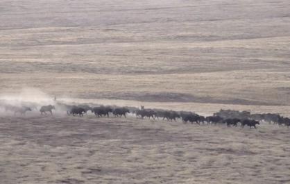 青海曲麻萊縣：管護員偶遇170余頭野牦牛奔騰