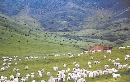 【两会特刊·青报观察】“四地”提质效 “新质”启新程