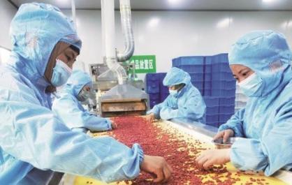 【全国两会特刊】柴达木枸杞让世界尝到高原甜