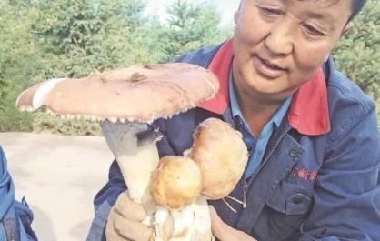 【全國(guó)兩會(huì)特刊】林下破局育珍菌 點(diǎn)綠成金惠民生