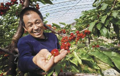 【祖国好 家乡美】春阳暖照 樱桃正红