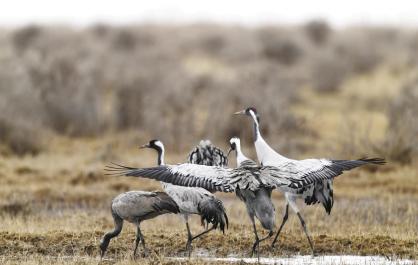 “千岁鹤”报春都兰